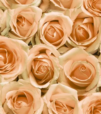Обои Роза Цветы Розы, обои для рабочего стола, фотографии роза, цветы, розы,  роса, капли Обои для рабочего стола, скачать обои картинки заставки на  рабочий стол.