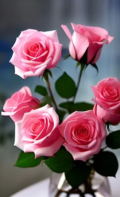 красная роза день обои красивые обои роза зимний аромат черный фон красный  цвет. Стоковое Фото - изображение насчитывающей благоухание, посмотрите:  228492216