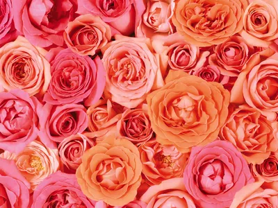 Обои розы, цветы, розовый, черный картинки на рабочий стол, фото скачать  бесплатно