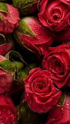 Фото обои розы 254x184 см Для детей Нарисованная балерина и цветы  (14418P4)+клей (ID#1754664264), цена: 850 ₴, купить на Prom.ua