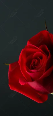 Розовые розы - Цветы - Обои для рабочего стола №1530