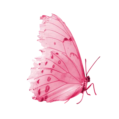 Фото бабочки на прозрачном фоне - Бабочки - Картинки PNG - Галерейка |  Картинки, Бабочки, Фоновые рисунки