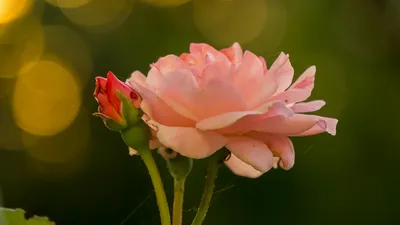 Картинка Англия Rosemoor Rose Garden Розы Природа Сады 1920x1280