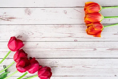 Цветы тюльпанов днем тюльпаны на рабочий стол Фон И картинка для бесплатной  загрузки - Pngtree