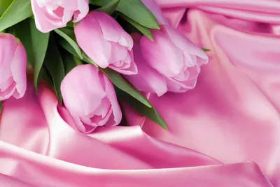 Обои для рабочего стола розовая Тюльпаны Цветы 4168x2794
