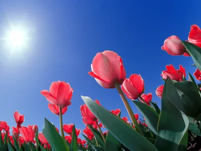 Красные тюльпаны - Tulips - цветы и клипарты - Цветы
