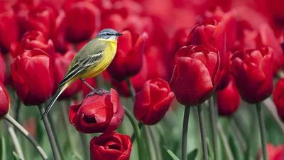 Обои на рабочий стол: Птица, Тюльпаны, Цветы, Животные - скачать картинку  на ПК бесплатно № 116792