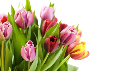 Цветы тюльпаны обои для рабочего стола, картинки и фото - RabStol.net