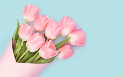 Обои Цветы Тюльпаны, обои для рабочего стола, фотографии цветы, тюльпаны,  фон Обои для рабочего стола, скачать обои картинки заставки на рабочий стол.