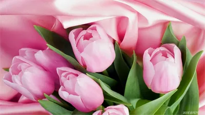 Цветы тюльпаны в букете на природе - обои на рабочий стол