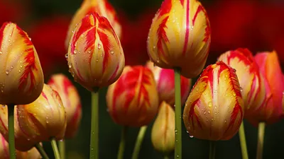 Тюльпаны обои - 67 фото