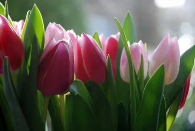Обои на рабочий стол: Тюльпаны, Цветы, Растения - скачать картинку на ПК  бесплатно № 31845