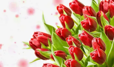 Обои на рабочий стол Красивые нежные розовые весенние цветы тюльпаны, обои  для рабочего стола, скачать обои, обои бесплатно
