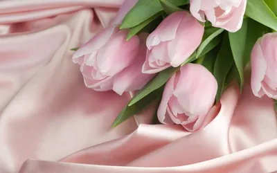Обои тюльпаны, цветы, лепестки, фон картинки на рабочий стол, фото скачать  бесплатно