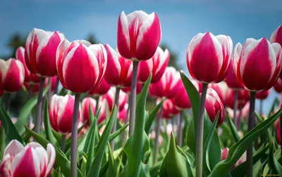 Обои на рабочий стол: Тюльпаны, Цветы, Растения - скачать картинку на ПК  бесплатно № 17681