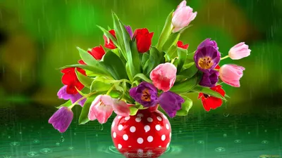 Обои Цветы Тюльпаны, обои для рабочего стола, фотографии цветы, тюльпаны,  букет, ваза, дождь, капли Обои для рабочего стола, скачать обои картинки  заставки на рабочий стол.