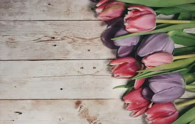 Тюльпаны в 2023 г | Тюльпаны, Цветы, Рабочий стол