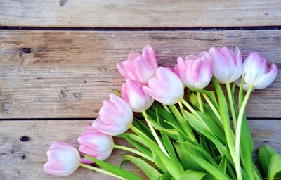 Обои цветы, тюльпаны, бутоны, розовый картинки на рабочий стол, фото  скачать бесплатно