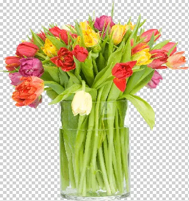Обои на рабочий стол Цветы в саду, тюльпаны на фоне нарциссов, обои для рабочего  стола, скачать обои, обои бесплатно