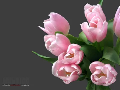 Обои Цветы Тюльпаны, обои для рабочего стола, фотографии цветы, тюльпаны,  нежный Обои для рабочего стола, скачать обои картинки заставки на рабочий  стол.