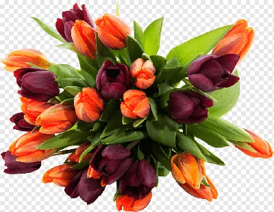 Обои Поле из тюльпанов, картинки - Обои для рабочего стола Поле из тюльпанов  фото из альбома: (цветы)