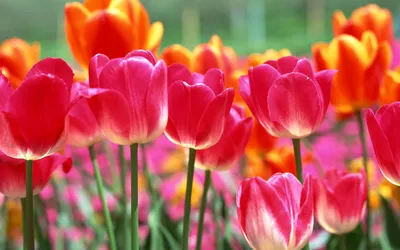 Весна цветы, тюльпаны фото, обои на рабочий стол