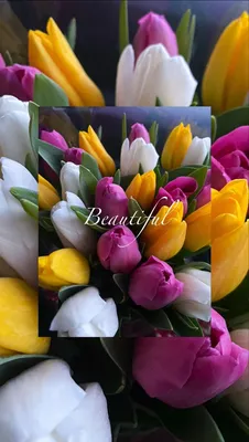 Фото заставка на телефон, обои на телефон, тюльпаны эстетика | Тюльпаны,  Цветы, Эстетика