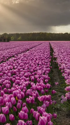 Фотография тюльпан фиолетовые Поля цветок Много 1080x1920