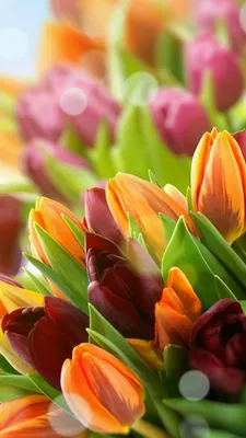 Обои на телефон тюльпаны, цветы, разноцветные, крупный план - скачать  бесплатно в высоком качестве из категории \"Цветы\"