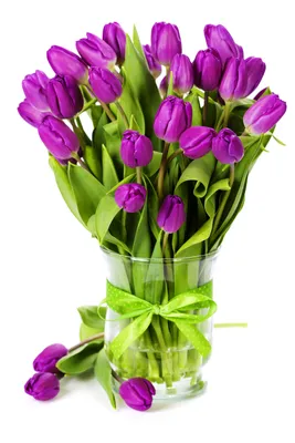 Фотография Тюльпаны Фиолетовый Цветы вазы бантики белом 3744x5616
