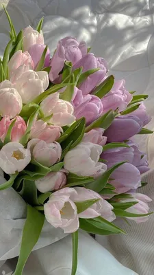 Тюльпаны 🌷 | 🌸Обои, картинки на телефон💮 | Дзен