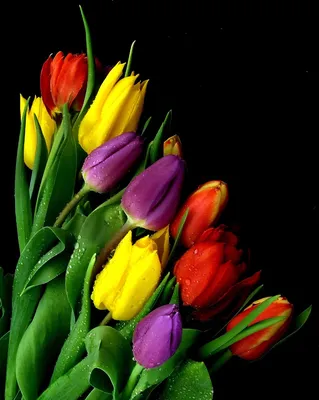 Тюльпаны - Картинка на телефон / Обои на рабочий стол №791309