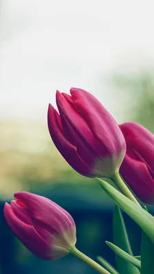 Тюльпаны Цветок Раннее Цветение - Бесплатное фото на Pixabay - Pixabay