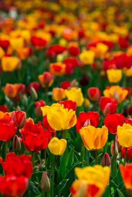 Обои Тюльпаны, 4k, 5k, цветы, красные, зеленые, Tulips, 4k, 5k wallpaper,  flowers, red, green, Природа #6512