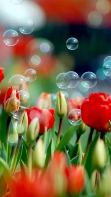 Тюльпаны Обои на телефон | Тюльпаны, Красные тюльпаны, Красивые цветы