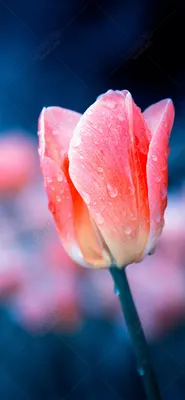 Images Heart bouquet Tulips Violet flower bow knot 1080x1920