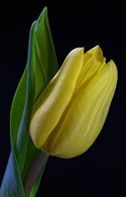 Картинки тюльпаны на телефон - 60 фото