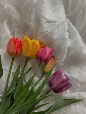 Просто цветы, минимализм | Абстрактные цветы, Цветы, Белые тюльпаны