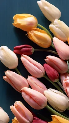 Тюльпаны | Обои для телефона, Тюльпаны, Цветы