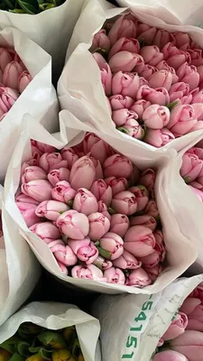 Фото розовая Тюльпаны Цветы 1080x1920