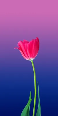 Тюльпан обои | Flower background wallpaper, Flower backgrounds, Flower  phone wallpaper