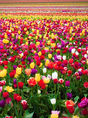 Картинки красивые на телефон на заставку цветы тюльпаны (70 фото) »  Картинки и статусы про окружающий мир вокруг