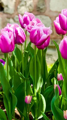 Image Multicolor tulip Fields Flowers Many 600x800