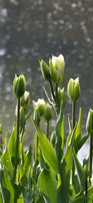 Обои тюльпаны, цветок, розовый, лепесток, растение на телефон Android,  1080x1920 картинки и фото бесплатно