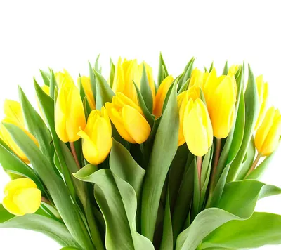 Обои тюльпан цветы листья, лист, тюльпаны, цветок, цветник на телефон  Android, 1080x1920 картинки и фото бесплатно