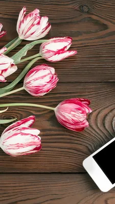 ptfito - Тюльпаны без фильтров, на телефон. #тюльпаны... | Facebook