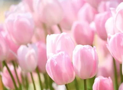 Телефон и тюльпаны на розовой предпосылке Стоковое Фото - изображение  насчитывающей бобра, экран: 147864812