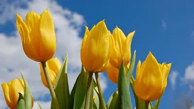 Картинки на телефон цветы красивые тюльпаны (70 фото) » Картинки и статусы  про окружающий мир вокруг