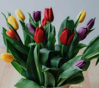 Картинка желтые тюльпаны (yellow tulips) 768x1280. Скачать бесплатно  картинку цветов на смартфон и телефон