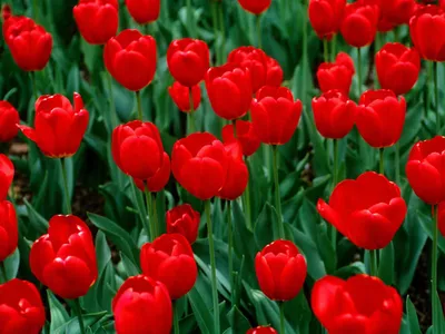 Картинки на телефон на заставку красивые весна тюльпаны (69 фото) »  Картинки и статусы про окружающий мир вокруг